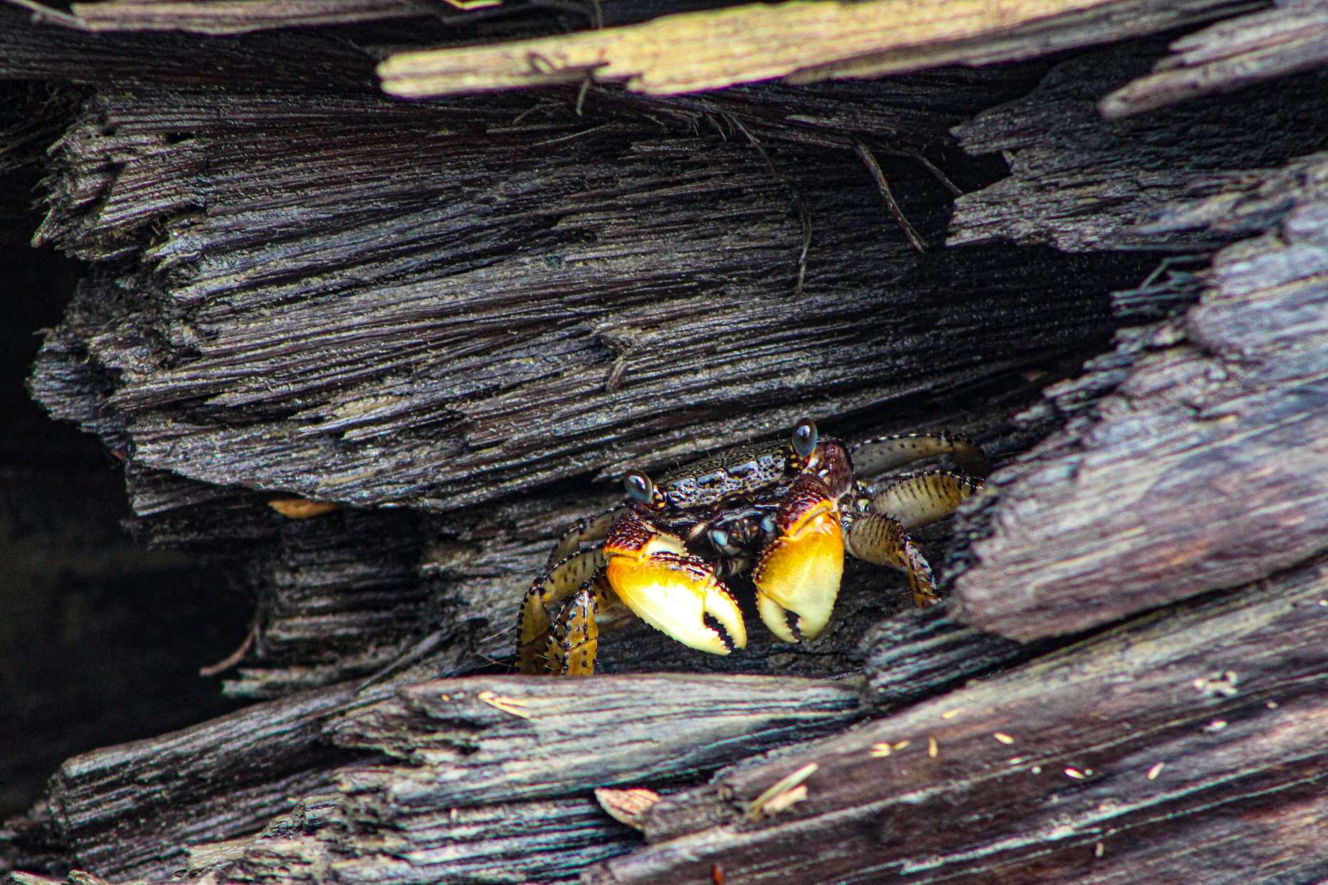closeup of a brown crab on wood 2023 11 27 04 50 06 utc